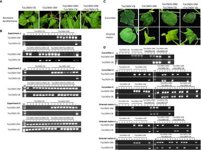 Virus-virus interactions alter the mechanical transmissibility and host range of begomoviruses